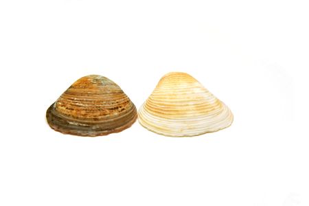 Two Seashells side by side