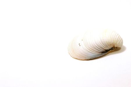 Seashell Soloの写真素材