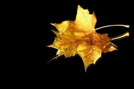 Isolated Close up on a Leaf Tip - Black background