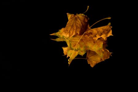 Isolated Close up on Three Leaves - Black background