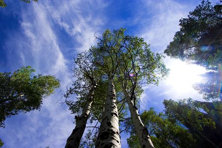 Sky with Trees surrounding の写真素材
