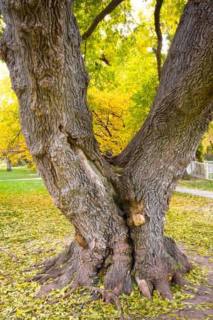 Autumn - Fall Background with fallen leavesの写真素材