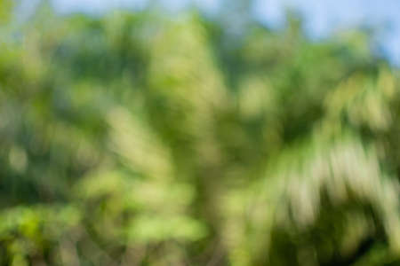 The concept for design blurred and defocused effect season. Abstract bokeh green color for the leaf nature background. Daylight in outdoor and The air is so freshの写真素材