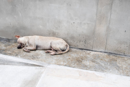 A grey homeless stray young dog is sleeping on the old cement floor and old wall. A dog abandoned alone.の写真素材