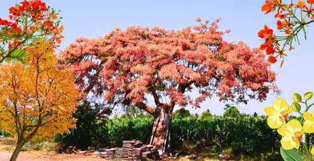 Flamboyant tree in the garden with yellow and red flowersの写真素材
