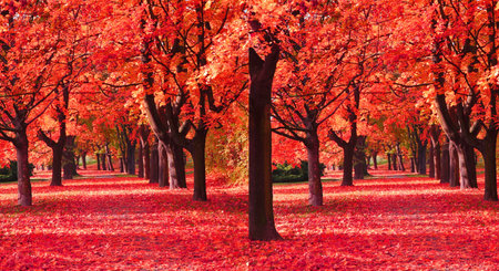 Autumn trees in the park with red leaves on the ground.の写真素材