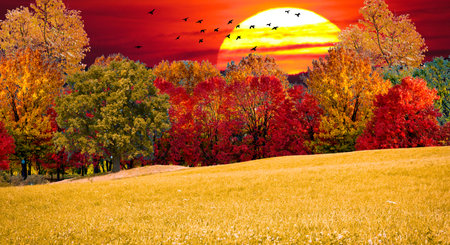 Autumn landscape with colorful trees and sun in the sky at sunsetの写真素材