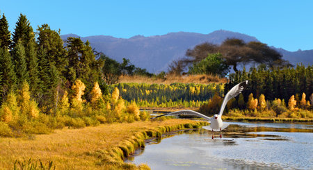 Seagulls on the lake in autumn, South Island, New Zealandの写真素材