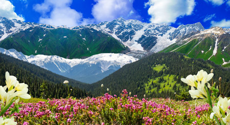 Panoramic view of alpine meadow with blooming flowers and mountains in backgroundの写真素材