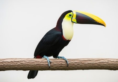 A vibrant toucan with a large yellow and black beak sits on a textured branch against a clean cream beige background.の素材