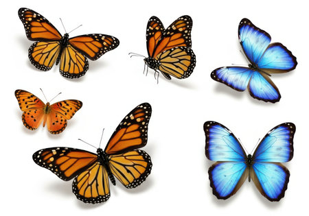 A collection of six colorful butterflies, including monarch and blue morpho species, are displayed isolated on a clean white background.の素材