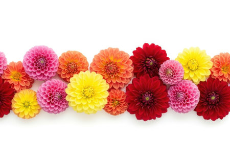 A vibrant collection of dahlia flowers in various colors and sizes, neatly arranged and isolated on a clean white background.の素材