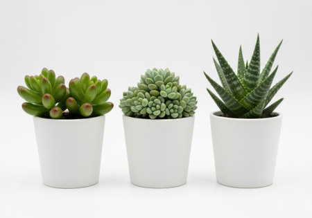 Three small potted succulent plants with varying textures and shapes are presented on a clean light cream background.の素材
