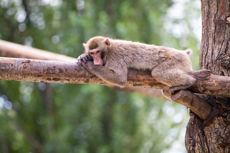 Lazy monkey relaxed on a tree branch and staringの写真素材