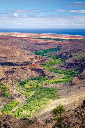 Vegetation and life along the river in Kauai island, against dry canyon wallsの写真素材