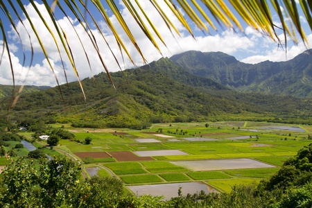 View of cultivated fields in kauai island from the hill with palm leaf frameの写真素材
