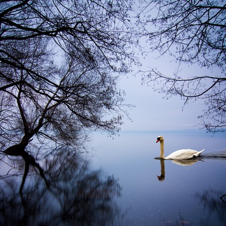 White swan swimming gently in still lake water in blue lightの写真素材