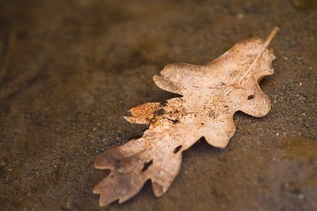 fell dry brown leaf on sand in calm and shallow waterの写真素材