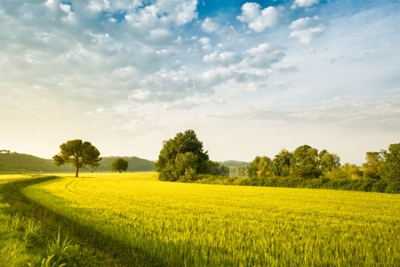 Green ear of corn cultivated field with some trees and a pathの写真素材