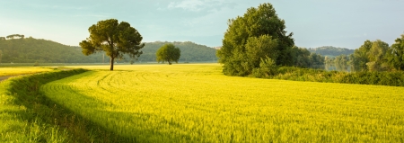 Green ear of corn cultivated field with some trees and a pathの写真素材