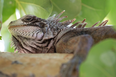 Big green Iguana resting in St  Thomas, US VIの写真素材