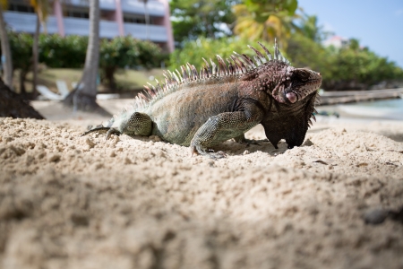 Big green Iguana resting in St. Thomas, US VI