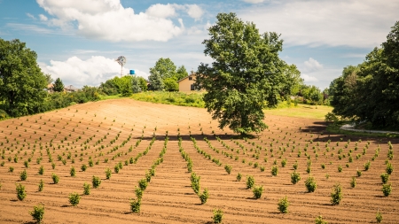 Cultivated field in Italy, with growing plants  Sunny day with few clouds and blue sky with a windmill in backgroundの写真素材