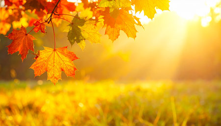 Autumn landscape with bright colorful leaves. Indian summer. Golden autumn.の素材