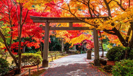 Beautiful red maple tree in japanese garden at autumn seasonの素材