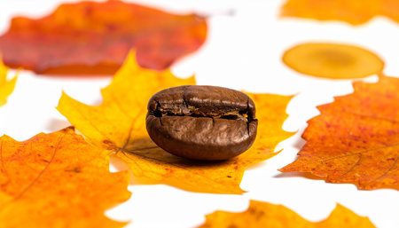 Coffee beans and autumn leaves isolated on a white background.の素材