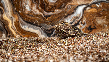 Bearded dragon on the pebble beach in the wild.の素材