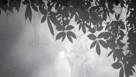 Shadow of leaves on white cement wall background, Black and white toneの素材