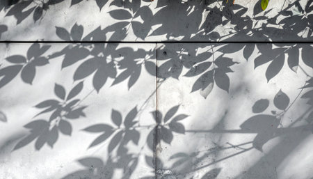 Shadow of leaves on a white wall. Black and white photo.の素材