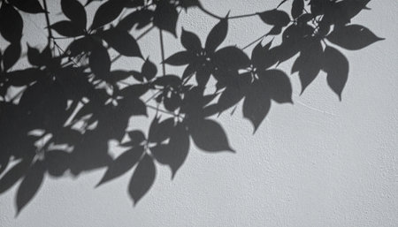 Shadow of leaves on a white wall. Black and white photo.の素材