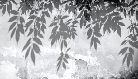 Black and white photo of leaves on grunge wall. Abstract background.の素材