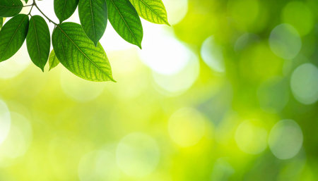 green leaves on blurred greenery background under sunlight with bokehの素材