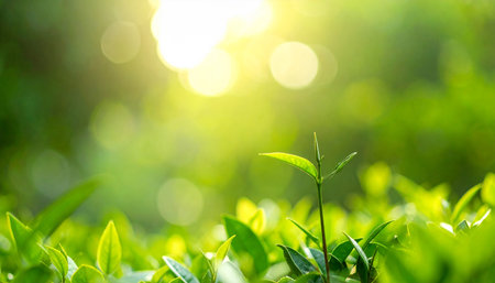 Green tea leaves in the morning light with bokeh background.の素材
