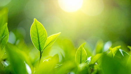 Close up of fresh green tea leaf on blurred greenery background with sunlight.の素材