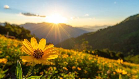 Mexican sunflower at Maehongson Province, Thailand.の素材