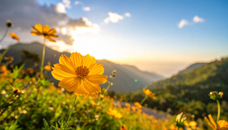 Beautiful yellow cosmos flower on the mountain with blue sky background.の素材
