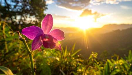 Beautiful purple orchid flower on the mountain with sunset background.の素材