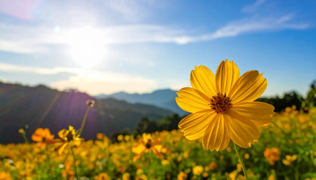 Yellow cosmos flower blooming in the field with blue sky background.の素材
