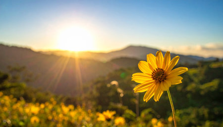Yellow flower on the mountain at sunset in Thailand. Natural background.の素材