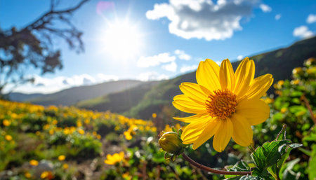 Mexican sunflower in the mountains of Cusco, Peruの素材