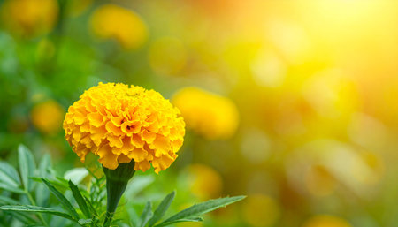 Marigold flower in the garden with copy space for add text.の素材