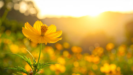 Yellow cosmos flower blooming in the garden at sunset,Thailandの素材