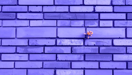 Wall showing a single small orange flower sprouts from a crack in a purple brick wall, symbolizing resilience and...の素材