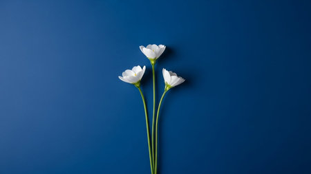 Three delicate white wildflowers with slender green stems are arranged against a solid deep blue background.の素材