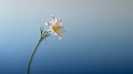 A single white lily with subtle pink hues on a long green stem against a smooth blue gradient.の素材