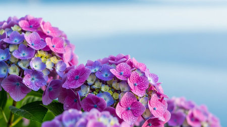 Vibrant pink and purple hydrangea flowers covered in dew drops, with a soft blue sky in the background.の素材